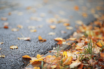 Autumn rain in the park