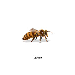 bee queen side on white background