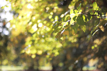 Autumn background in the park