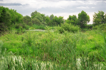 Panorama of the swamp with a lot of plants