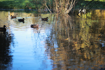 Autumn background in the park