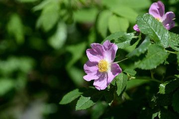 Rosehip flowers close up on a bright sunny day