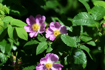 Rosehip flowers close up on a bright sunny day