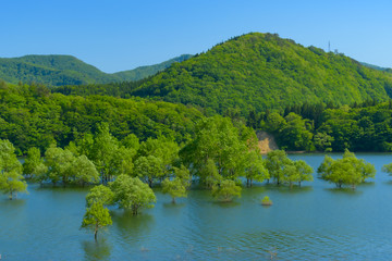 Fototapeta premium 新緑の錦秋湖(岩手県) Kinshuko in Iwate Japan