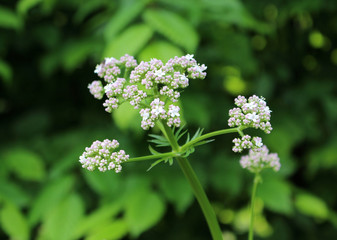 Close up plant Valerian, Valeriana officinalis, Caprifoliaceae.It is a perennial flowering plant...
