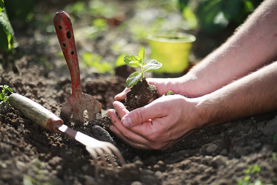 Small sprout for landing in the ground in hands