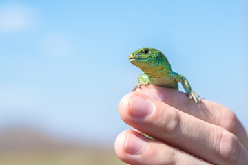 male sand lizard in the hands