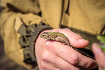 Fototapeta premium male sand lizard in the hands