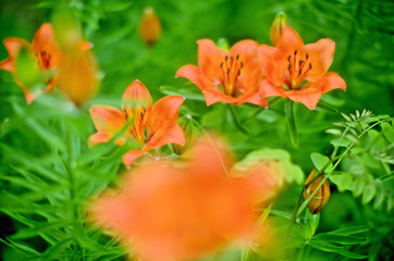Obraz na płótnie Canvas orange lilies with rain drops on a blurred background of green leaves
