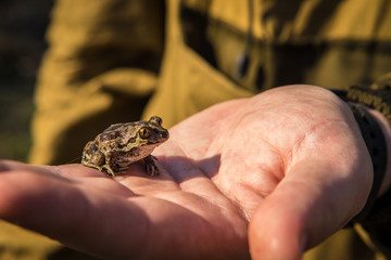 a little frog a garlic in the hands