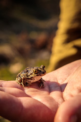 a little frog a garlic in the hands