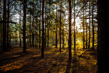 Fototapeta premium dawn in a pine forest.