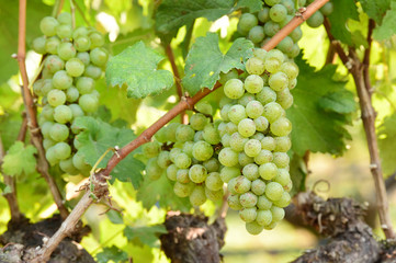 Vine and bunch of white grapes in garden