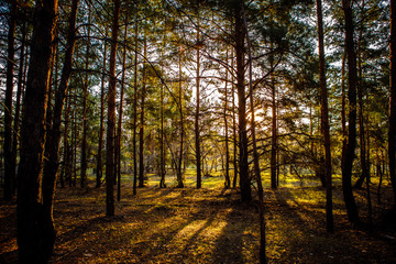 dawn in a pine forest.