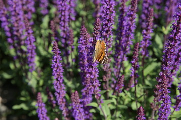 beautiful butterfly on sage flowers in a field