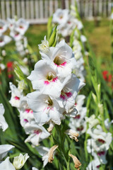 Fototapeta premium gladiolus grandiflorus flower