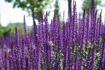 Fototapeta na wymiar beautiful butterfly and bee on lavender flowers in a lavender field