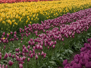 Fototapeta premium purple tulips in a row with other colors lined up in the background