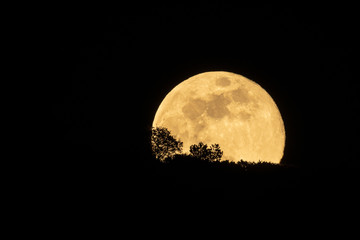 Full moon rising behind a hill with trees