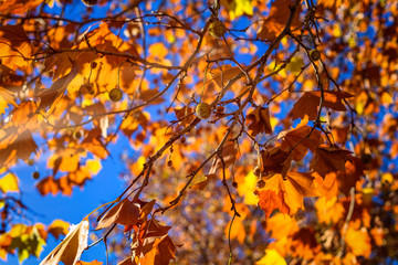 Autumn Fall coloured foliage in the southern hemisphere looking up to a blue sky