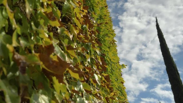 Zooming Shot Of An Ivy Wall With Cloudy Blue Sky And Trees in slowmotion in a rural french village near sunset.