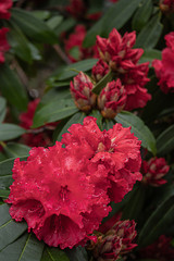 groupings bright red rhododendron blooms with water and spring color