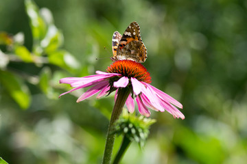 Vanessa cardui sitting on Echinacea purpurea flowering plant, eastern purple coneflower in bloom