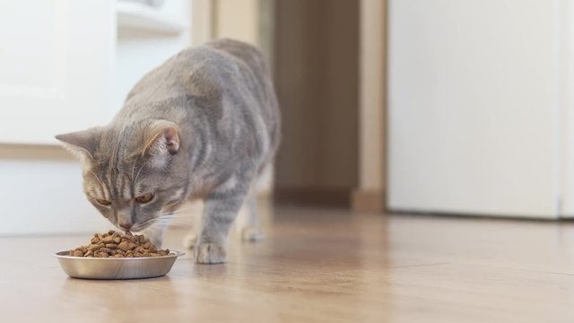 Grey tabby cat going to his bowl and eating dry food