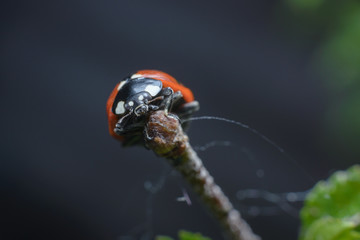 Beautiful bright red ladybug sitting on a twig. Macro photography of an insect.