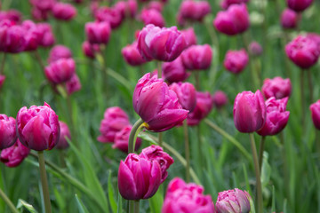pink tulips in the garden