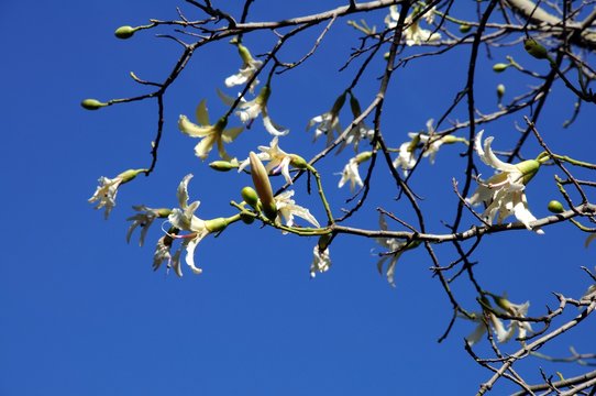Chorisia Insignis tree in full bloom against a blue sky, Spain.