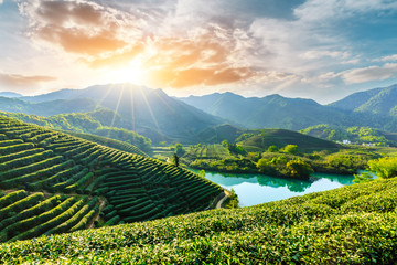 Beautiful green tea plantation natural scenery - obrazy, fototapety, plakaty