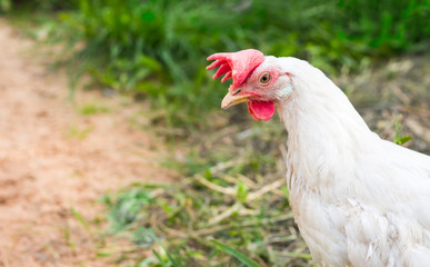 hen laying hen white walking in the garden with a copy of space