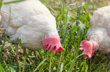 two white chickens pecking for food in the garden