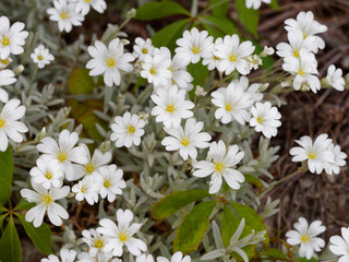 Fototapeta premium Blütezeit von Filziges Hornkraut (Cerastium tomentosum)