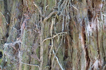 Background tree bark in different variations