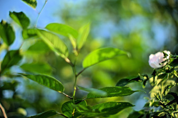 green leaves of tree