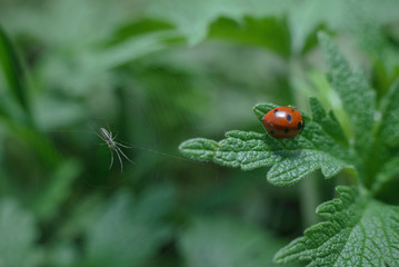 Beautiful bright red ladybug sitting on a green leaf. Near it, the spider sits in its fine web. Macro photography of an insect.