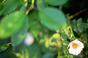 flower in the garden