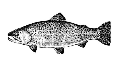 Rainbow trout, Fish collection. Healthy lifestyle, delicious food. Hand-drawn images, black and white graphics.