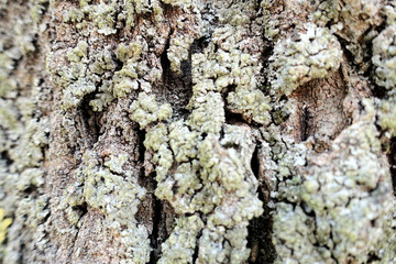 Tree bark background