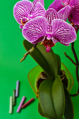 Obraz premium Purple orchid on green background
