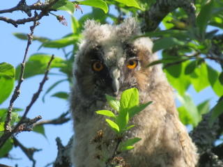 Owl. (The Vast Russia! Sergey, Bryansk.)