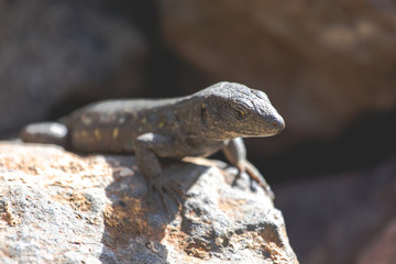 Lizard close up. Wild nature and animal background. Wildlife, reptile