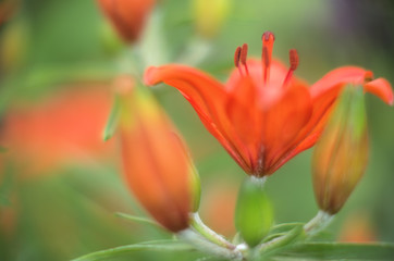  orange lilies with rain drops on a blurred background of green leaves