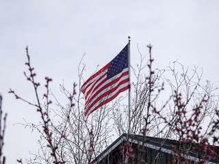 american flag flying above the bare branches of a flowering tree