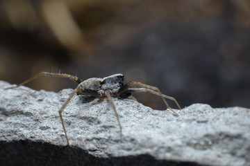 A small frightened spider on a dark background. Macro photography of an insect.