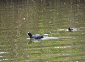 Eurasian coot Fulica atra, also known as the common coot with a newborn chick swimming in the water of green pond
