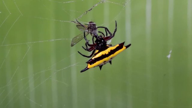 Spider catches insect in web, spiny orb weaver