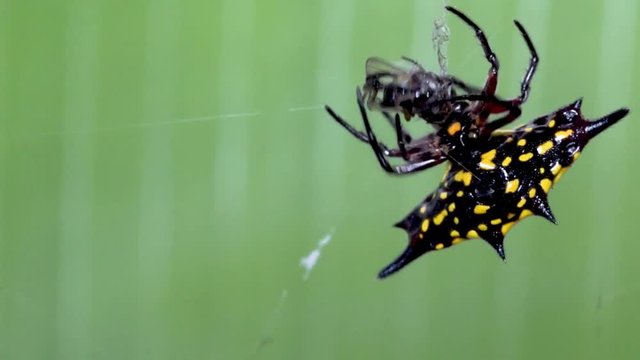 Spider wraps prey with silk from spinnerets on spider web, spiny orb weaver